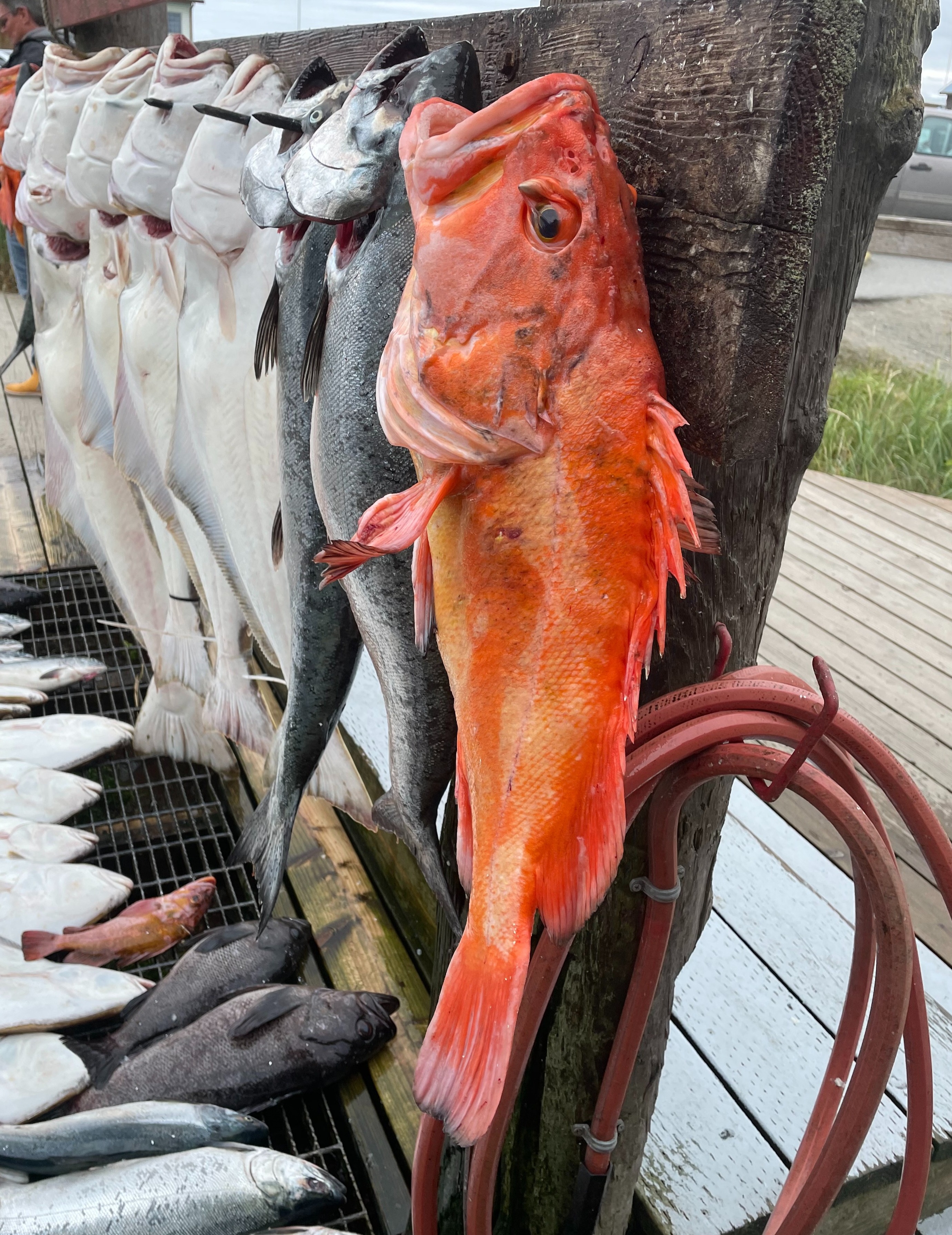 Dakota Ocean Charters Rockfish