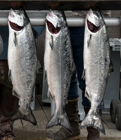 Dakota Ocean Charters