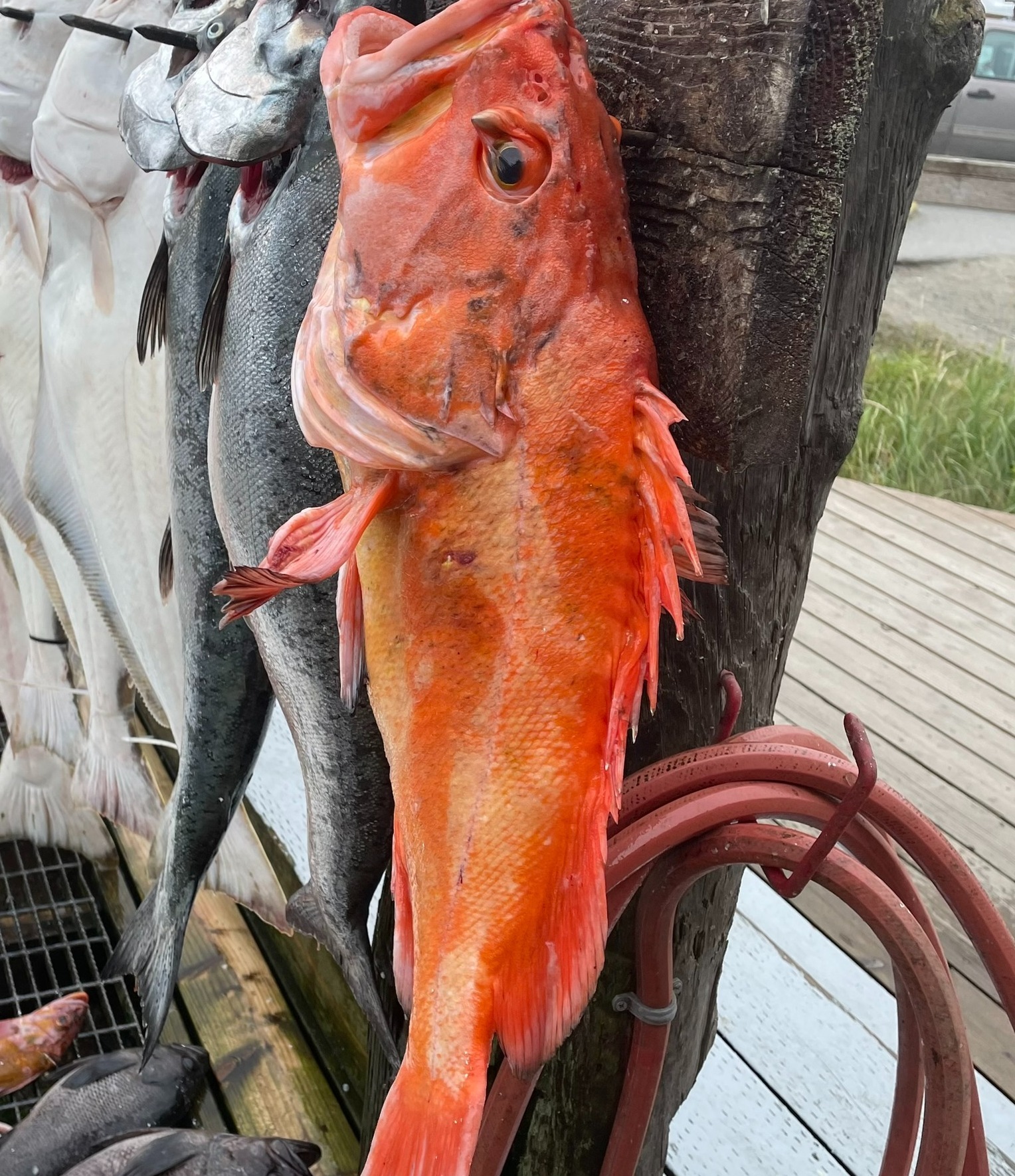 Dakota Ocean Charters Rockfish
